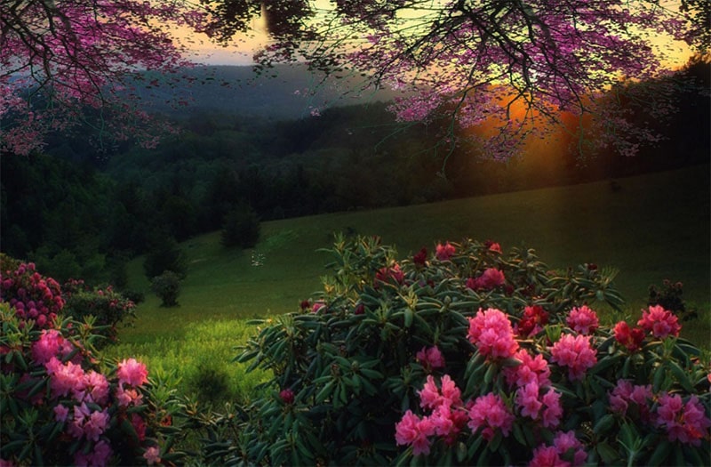1739584 1920x1080 DesktopNexus.com 1739584 1920x1080 DesktopNexus.com