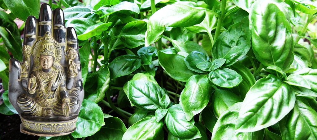 Co nevite o koreni bazalka Na pesto na nervy na usi proti smrti i na penize1