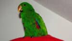 MOMOVY DENÍKY (eclectus roratus polychloros) – Příběh obyčejného šílenství