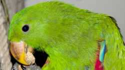 MOMOVY DENÍKY (eclectus roratus polychloros) – Nejí? Začne! MOMOVY DENÍKY (eclectus roratus polychloros) – Nejí? Začne!