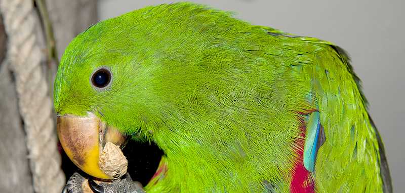 MOMOVY DENÍKY (eclectus roratus polychloros) – Nejí? Začne!