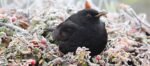 blackbird-g18a795d58_1280an