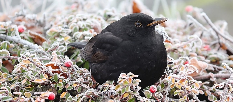blackbird-g18a795d58_1280an