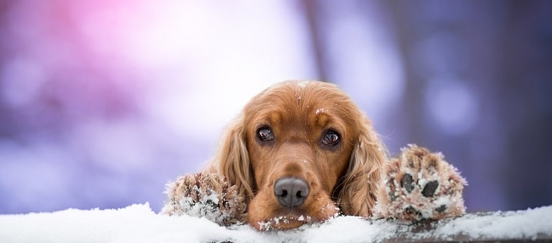 dog-g8eee4513e_1280an