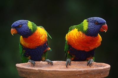 rainbow lorikeets gfa781377b 640 rainbow lorikeets gfa781377b 640