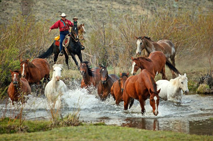91c7b1c939d1974f58b44658aca6095d usa people running horses