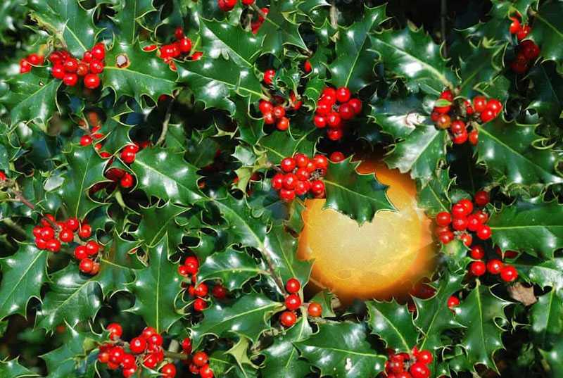 Holly