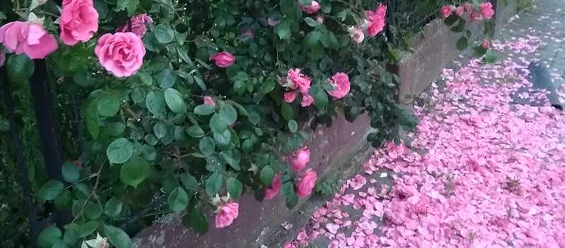 IMG 20190612 205343
