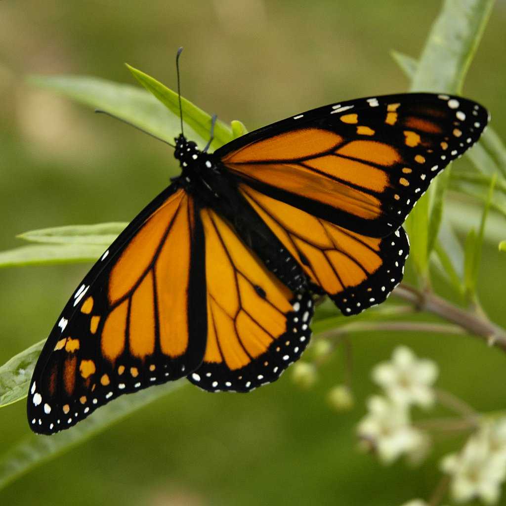 Monarch Butterfly 17 03 2006 6 44 40 p.m.