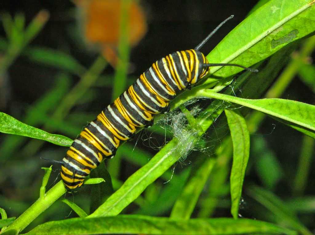 Nymphalidae Danaus plexippus Caterpillar