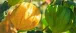 Proč ctít lůno bohyně? Proč jíst Physalis? Proč ctít lůno bohyně? Proč jíst Physalis?