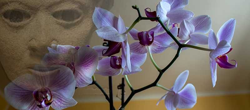 Magie květin: Orchidej. Proč pomáhá předně ženám? A proč nechce mít nohy ve vodě?