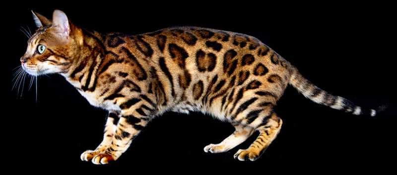 bengal cat 1