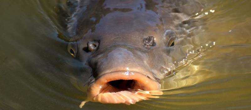 carp 3013463 1280 850x566 1