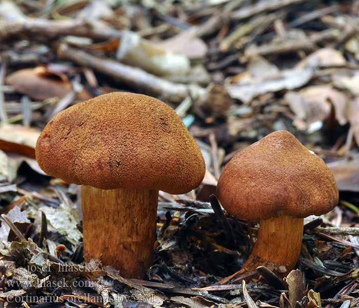 cortinarius orellanus bv5231