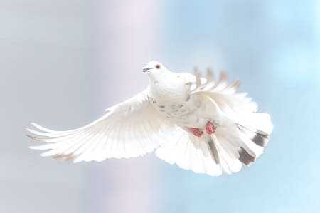 dove dove