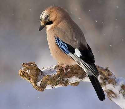 jay jay