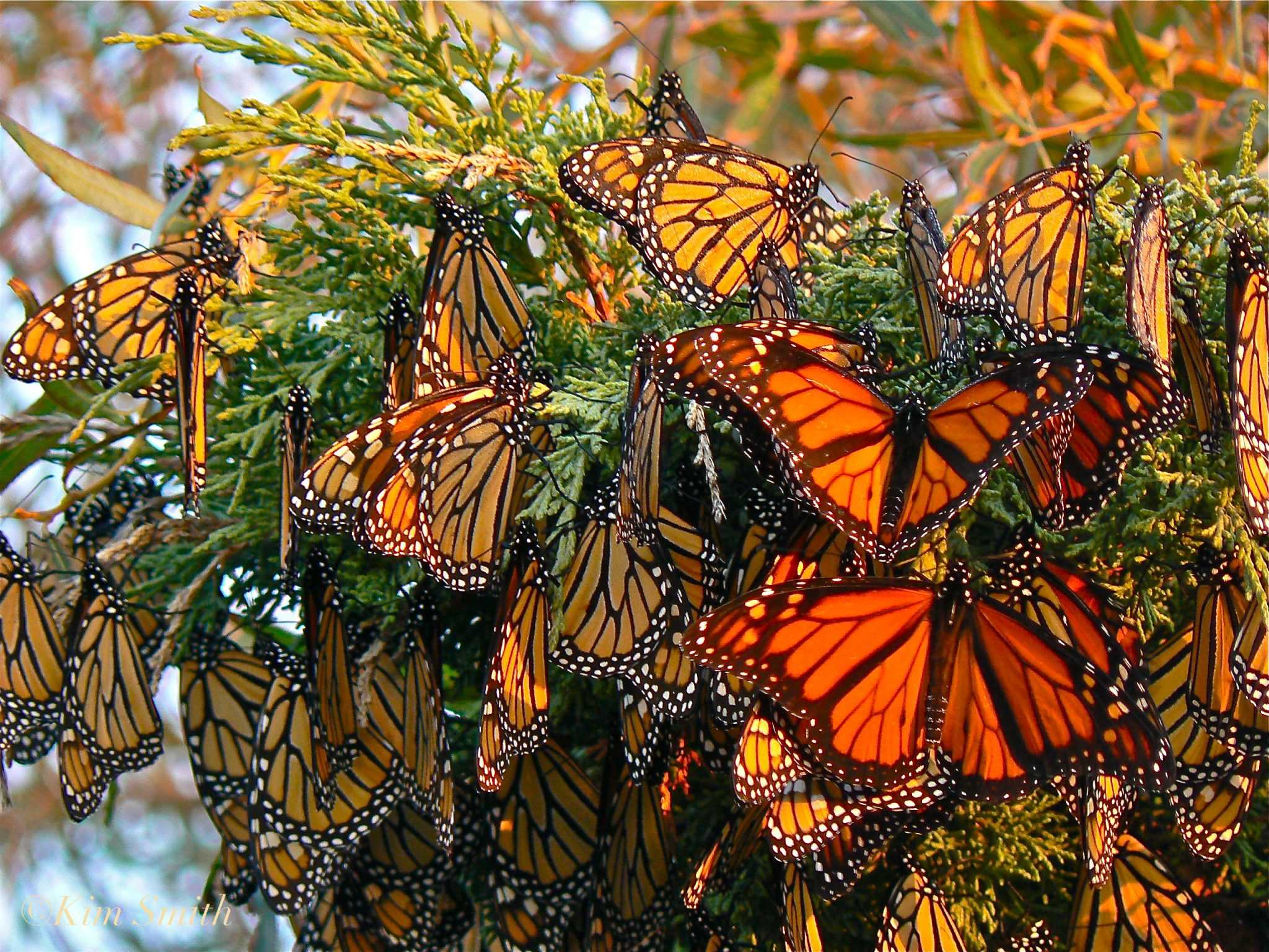 monarch butterflies gloucester massachusetts c2a9kim smith 2006