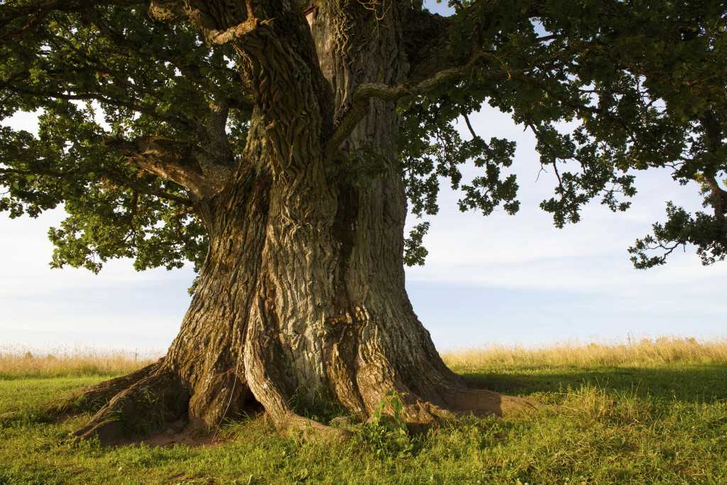 oak tree 1024x683 1 oak tree 1024x683 1