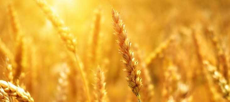 wheat 3506758 1920pixabay anotace wheat 3506758 1920pixabay anotace