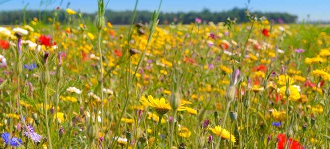 wild flower seeds meadow